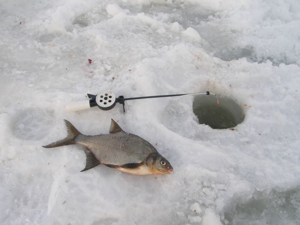 Žieminės žvejybos meškerė karšiams