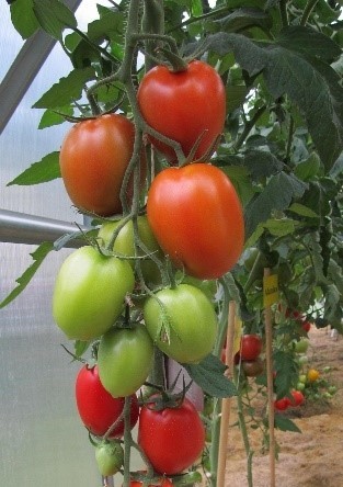 Pomidorai_COLIBRI