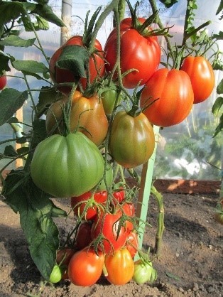Pomidorai_CORAZON
