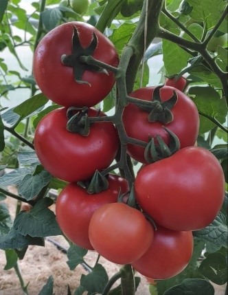 Pomidorai_SARATOGA