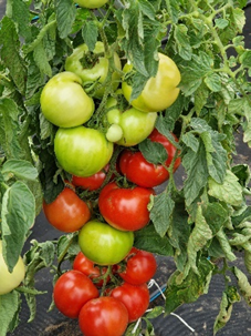 Pomidorai_Akron_