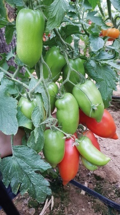 Pomidorai_BELLANDINE_