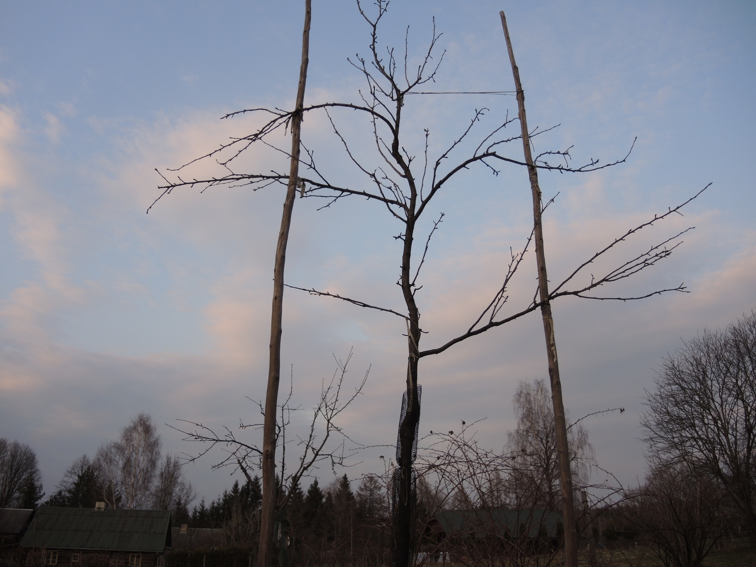 Kriaušės vainiko formavimas