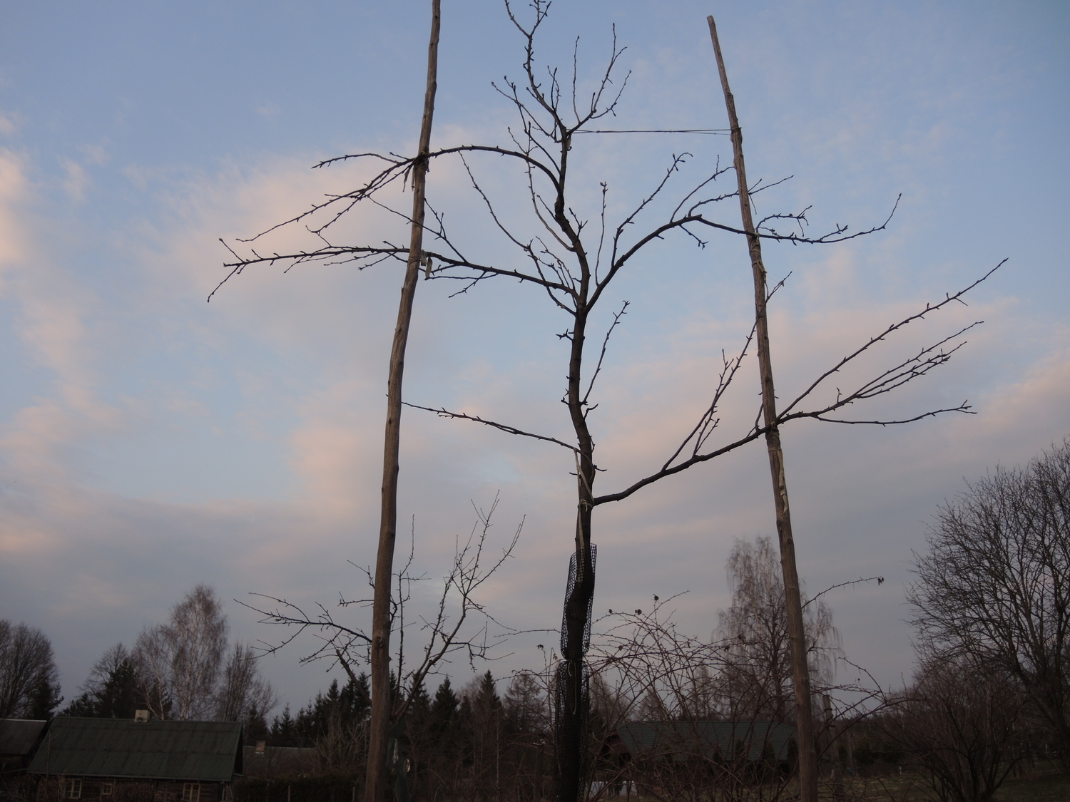 Kriaušės vainiko formavimas