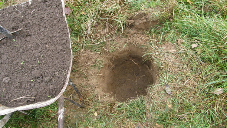 Geltonžiedės sedulos sodinimas