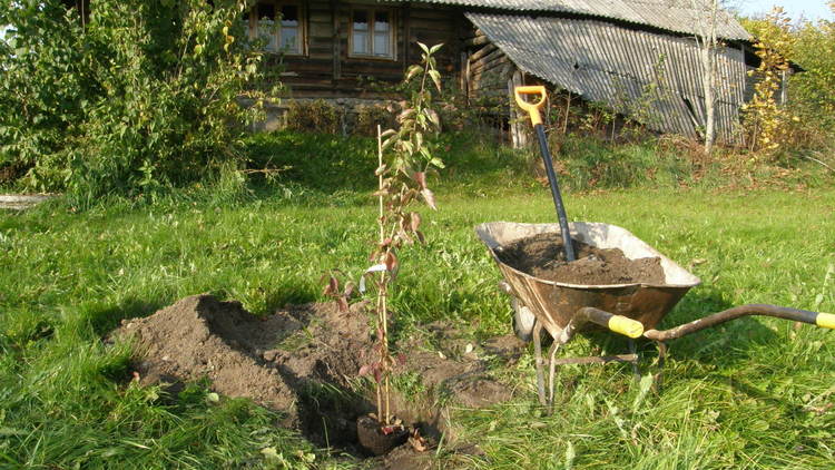 Geltonžiedės sedulos auginimas