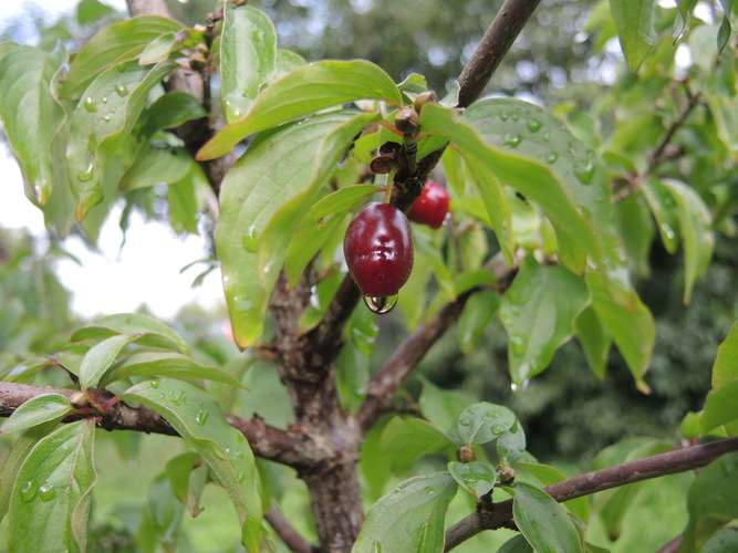 Geltonžiedės sedulos uogos