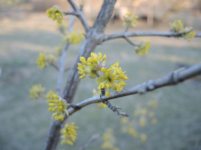Žydinti geltonžiedė sedula
