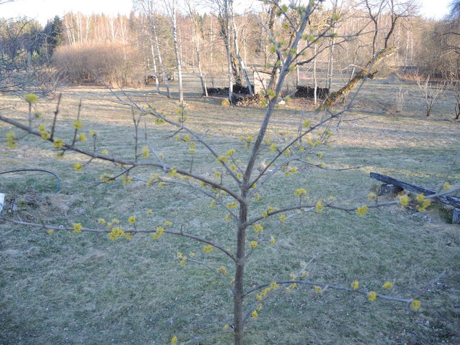 Geltonžiedės sedulos genėjimas