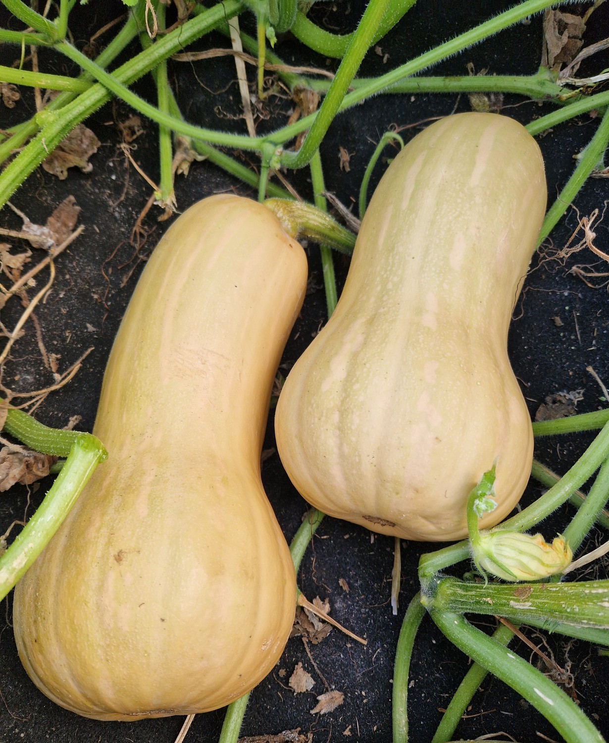 Moliūgai Butterfy_