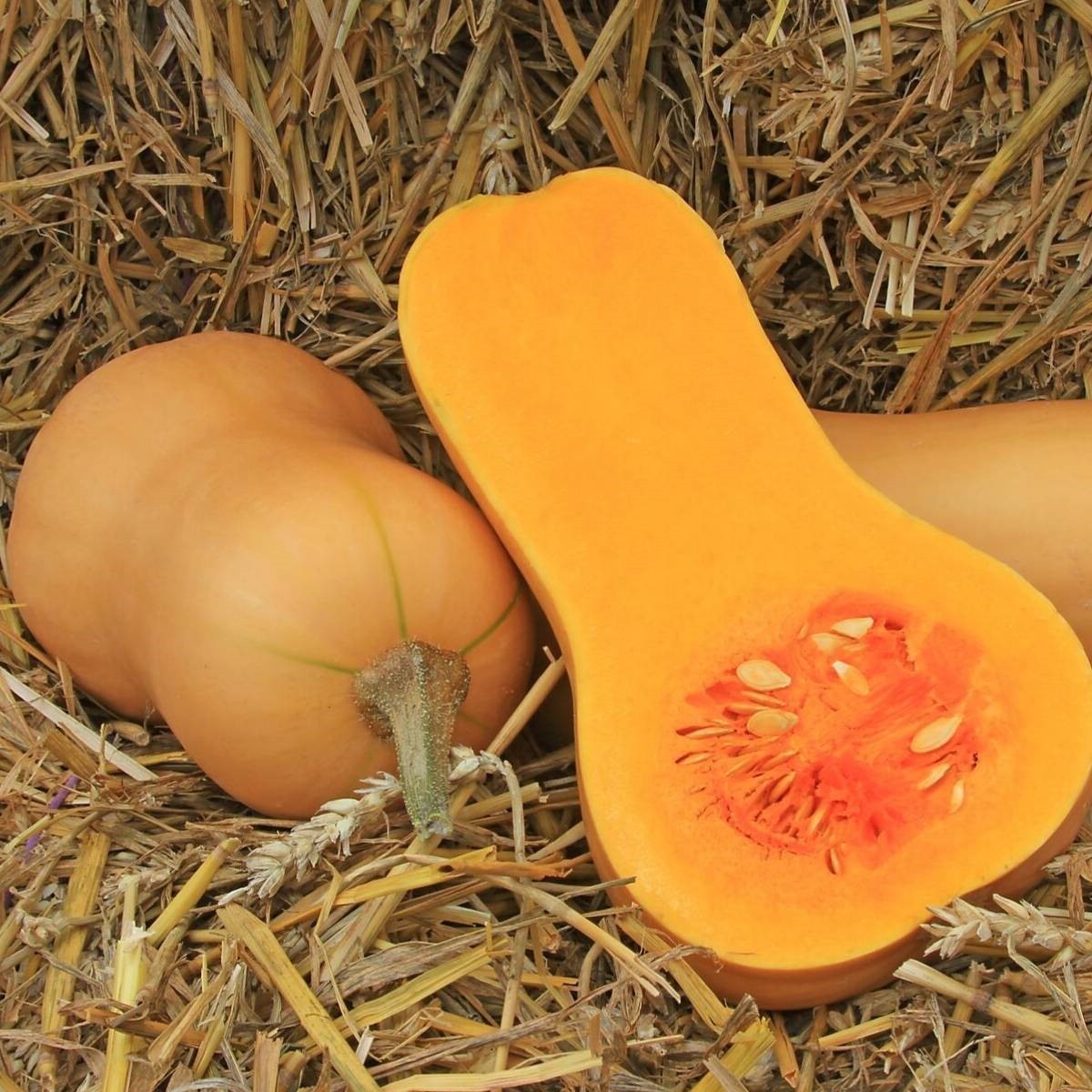 Moliūgai Sibelle