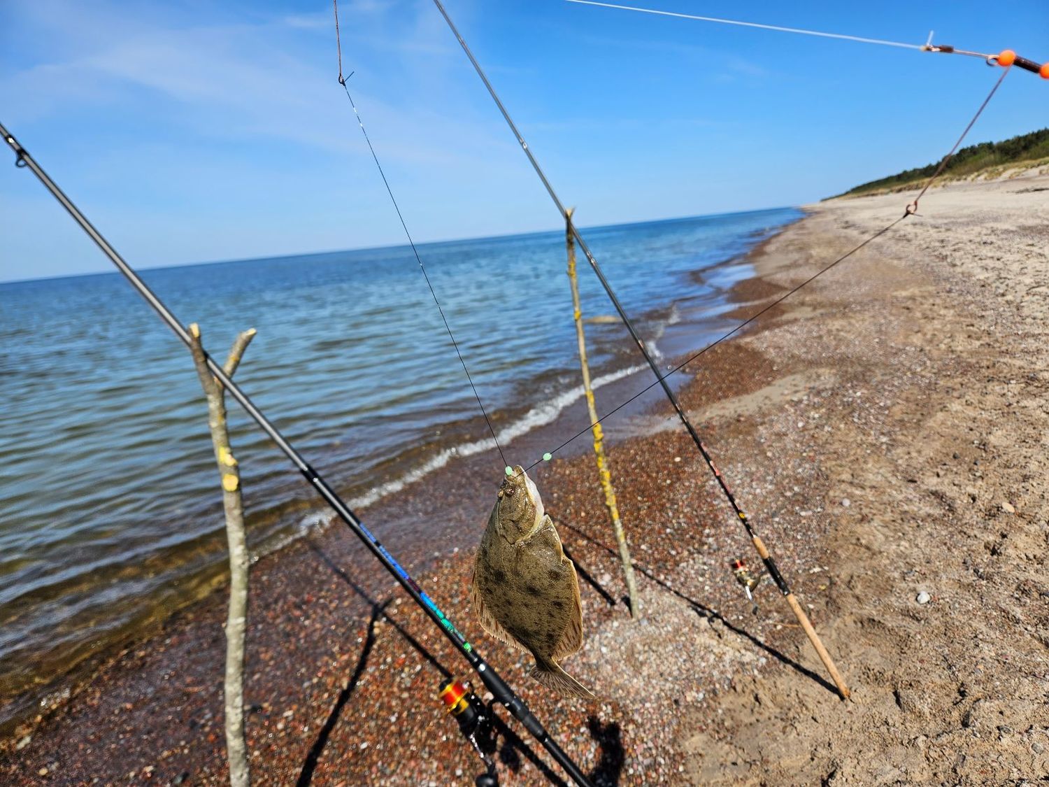 plekšnių kibimas
