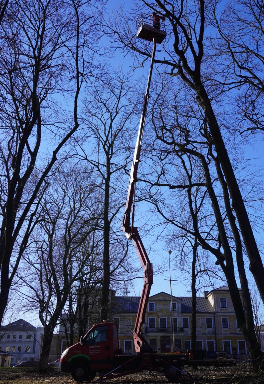 aukštų medžių genėjimas