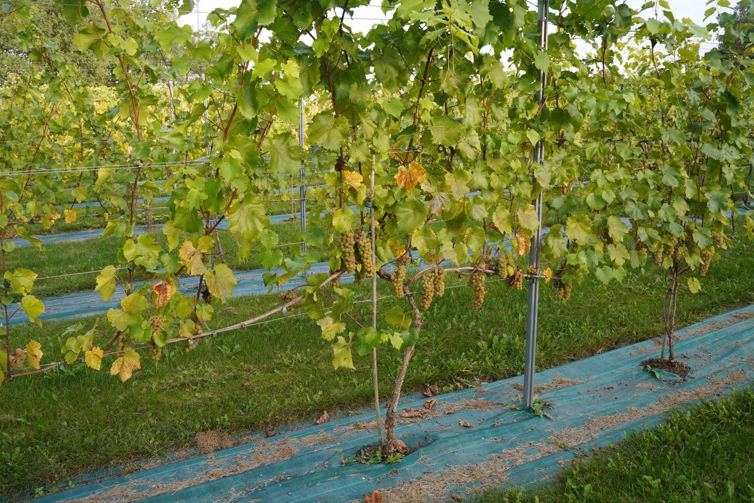 vynuogių genėjimas