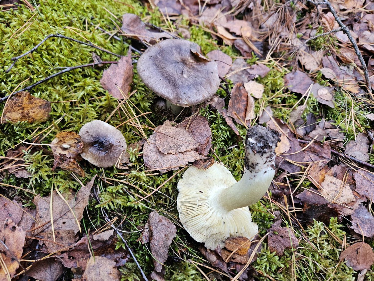 pilkosios žaliuokės rauginimas