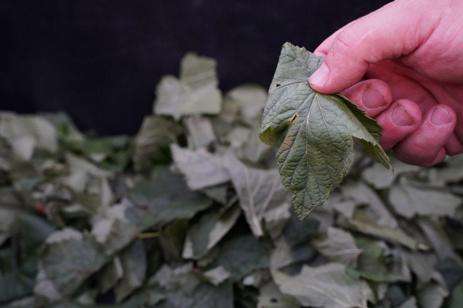 fermentuota arbata iš sodo augalų lapų