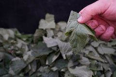 fermentuota arbata iš sodo augalų lapų