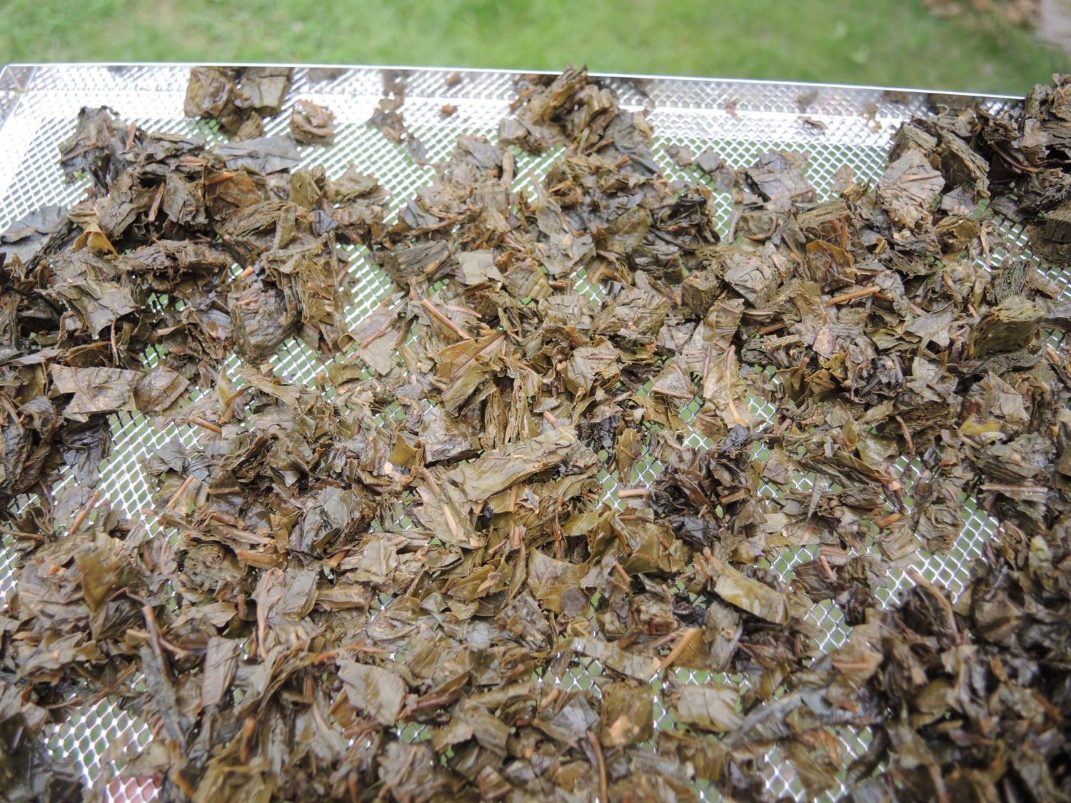 fermentuotos lapų arbatos džiovinimas