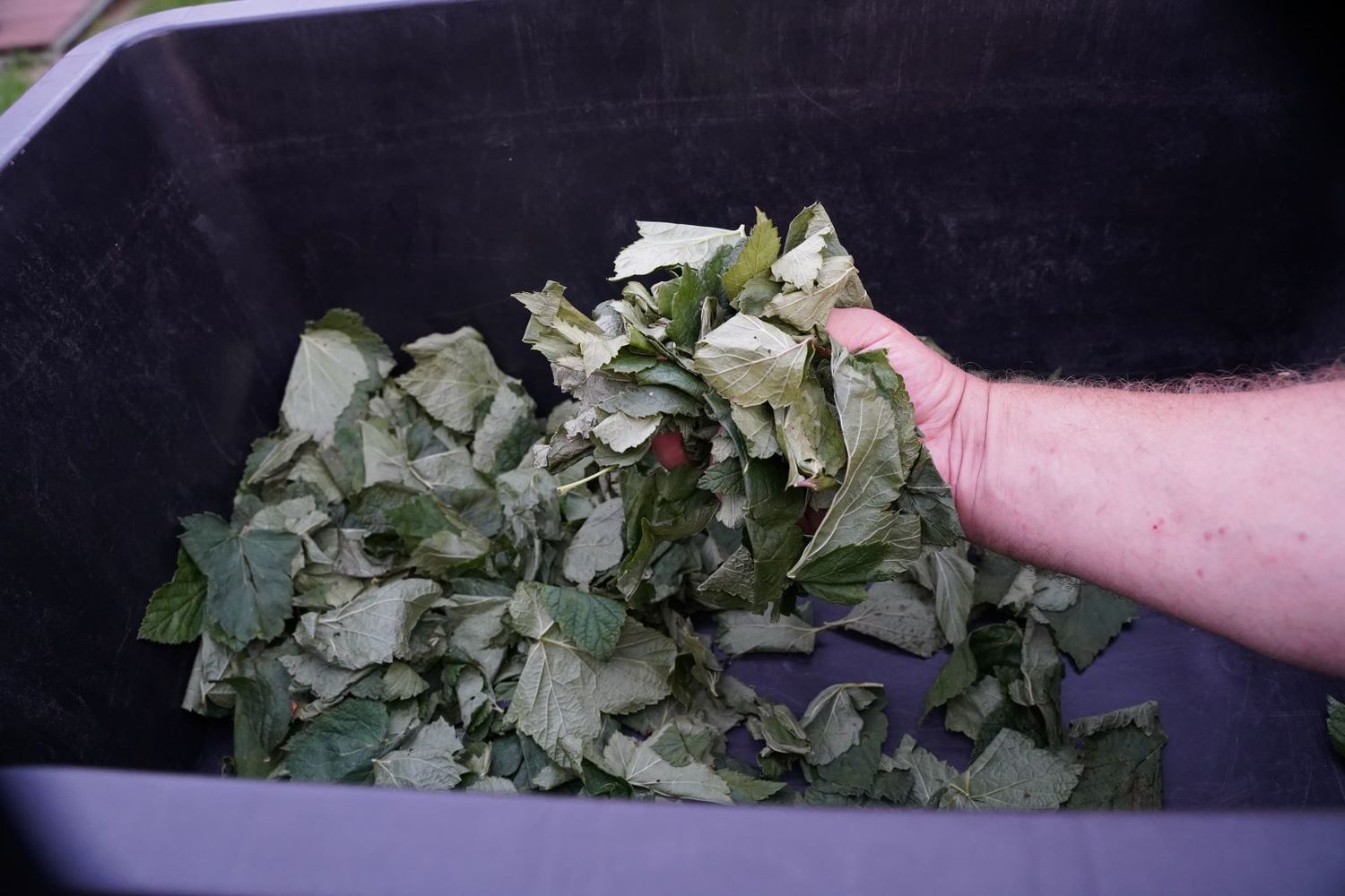fermentuotos lapų arbatos vytinimas