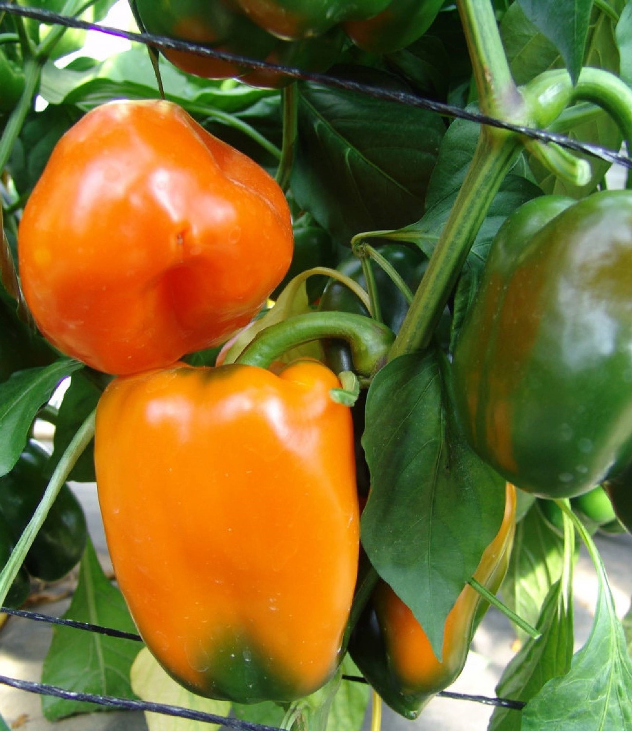 Paprikos Kubista