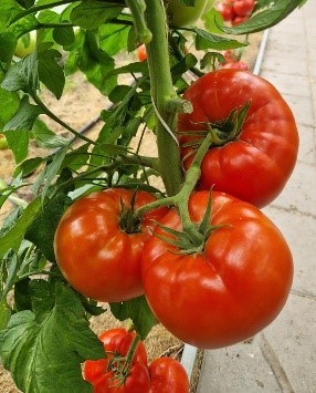 Pomidorai_Califfo_