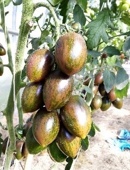 Pomidorai_Vipon_