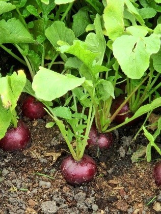 Ridikeliai Purpella_