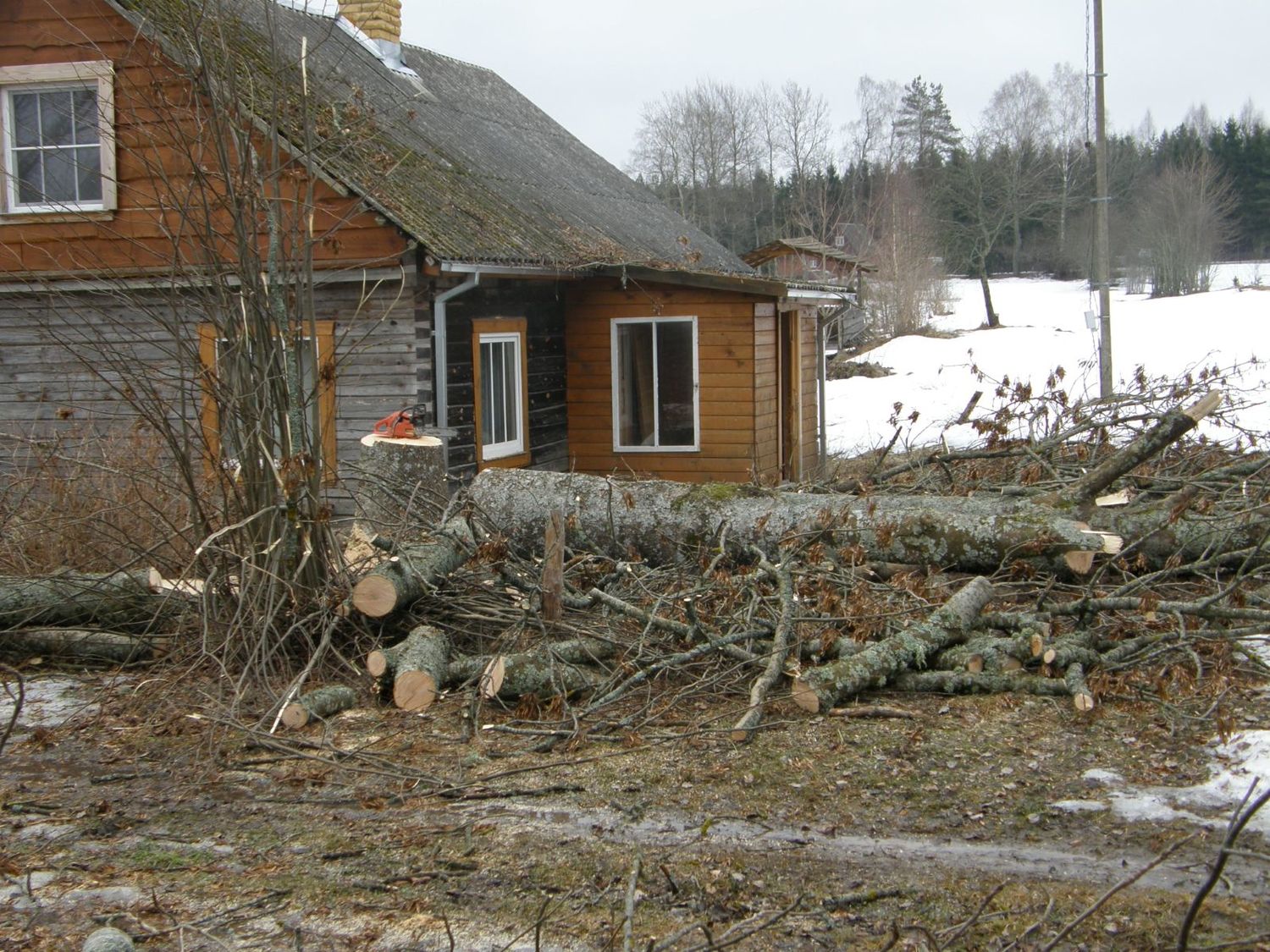 medžių pjovimas