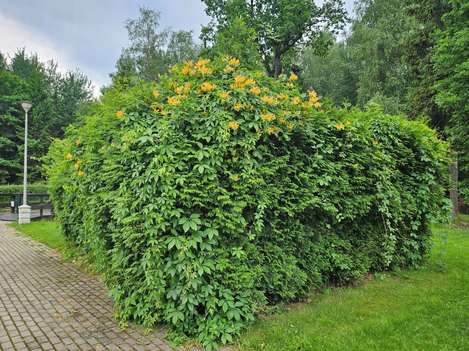 vijokline_gyvatvore