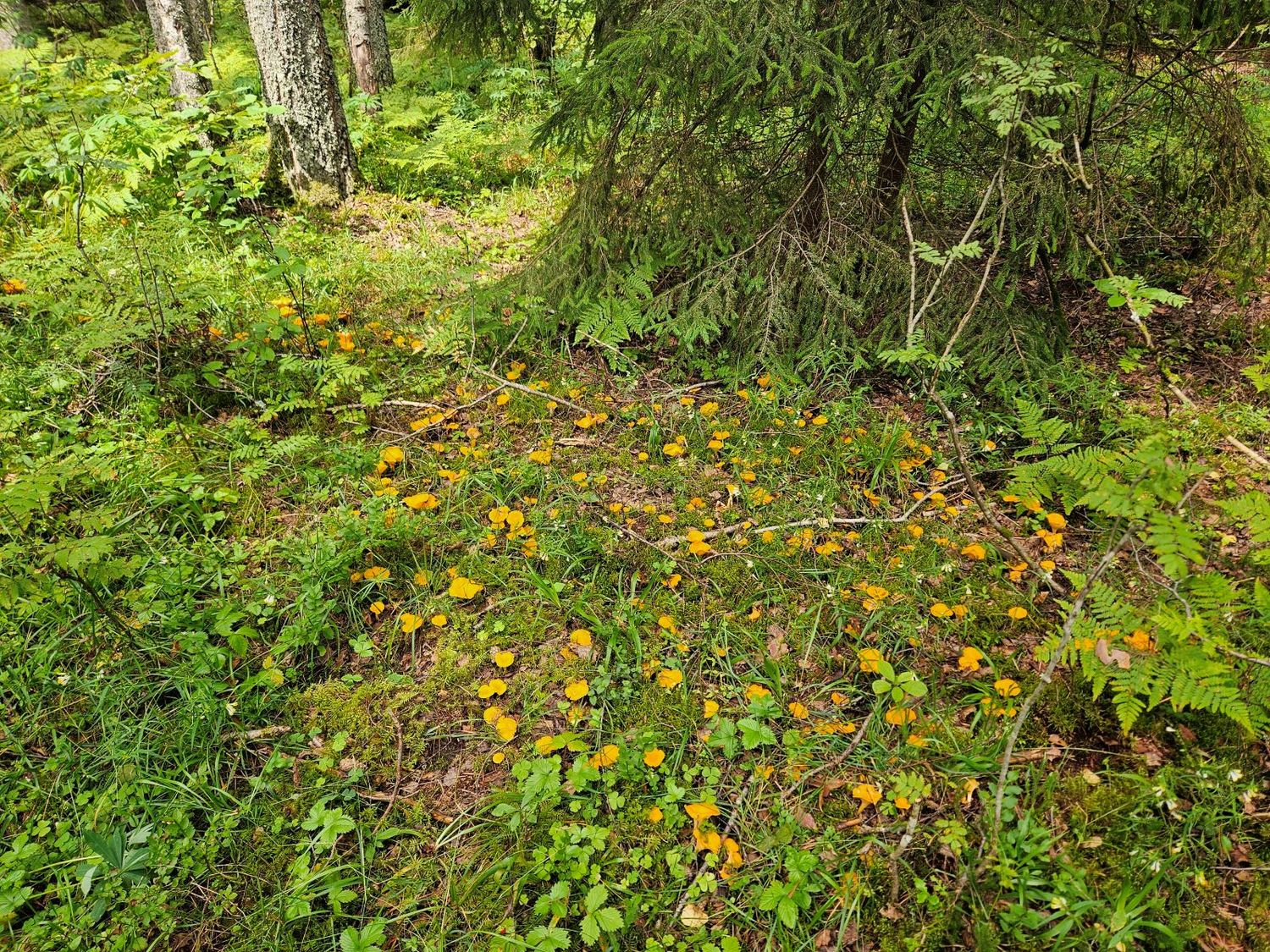 voveraitės sriubai