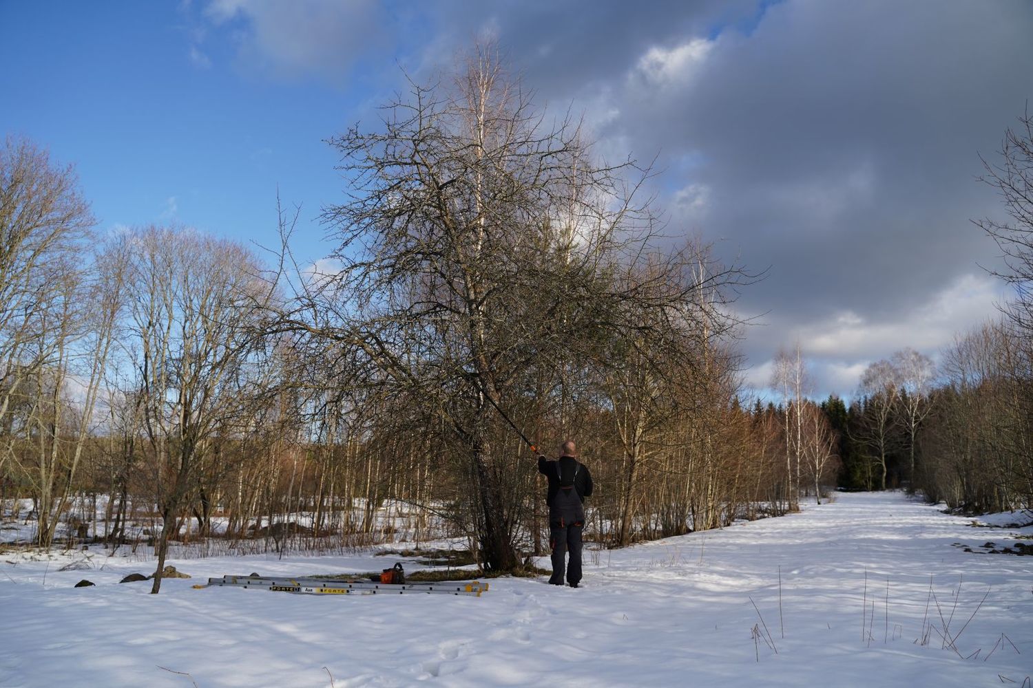 vaismedžių genėjimas