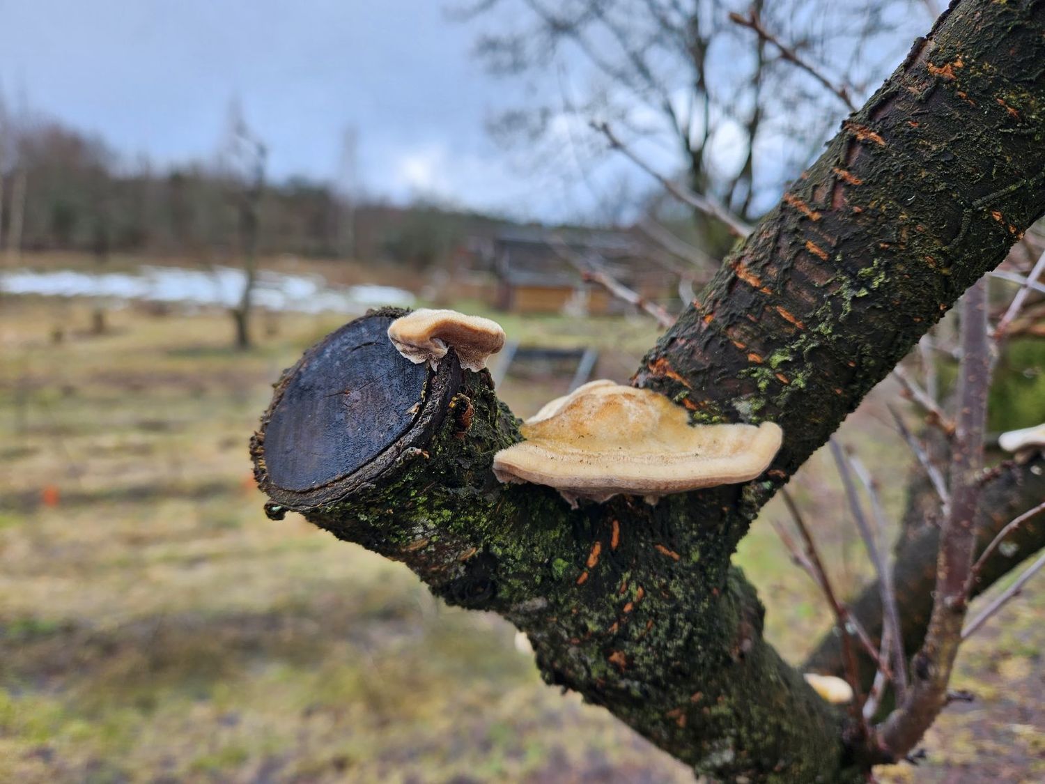 kaip atpažinti pavojingą medį