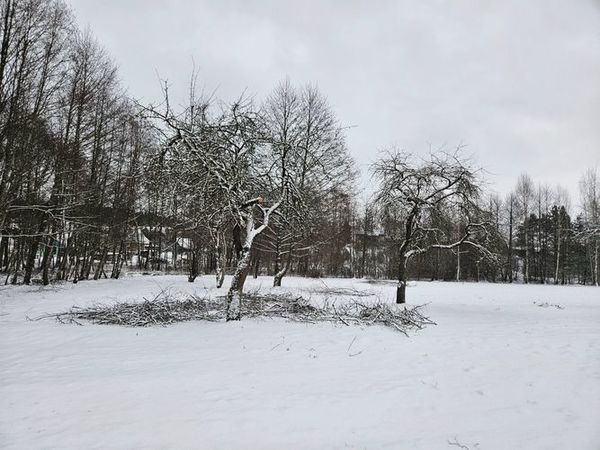 medžių genėjimas