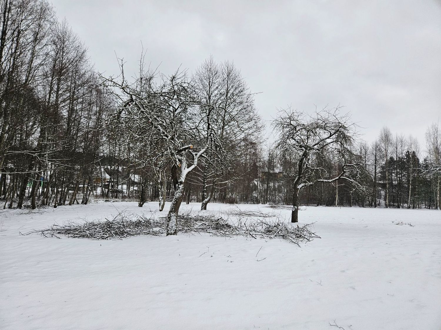 medžių genėjimas