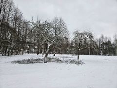 medžių genėjimas