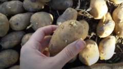 bulvių auginimas