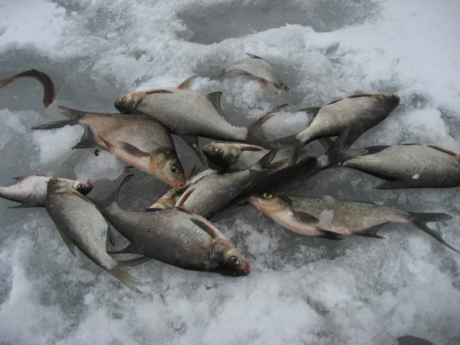 Karšių žvejyba žiemą