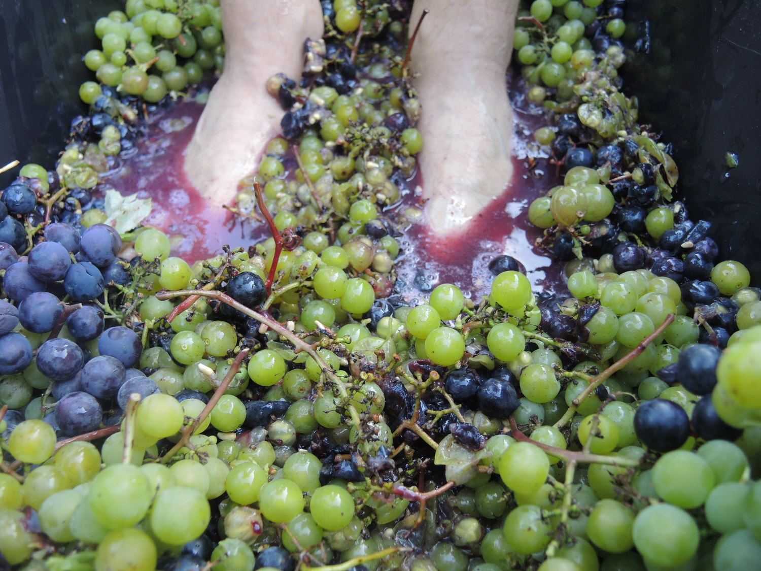 Vynuogių uogų traiškymas
