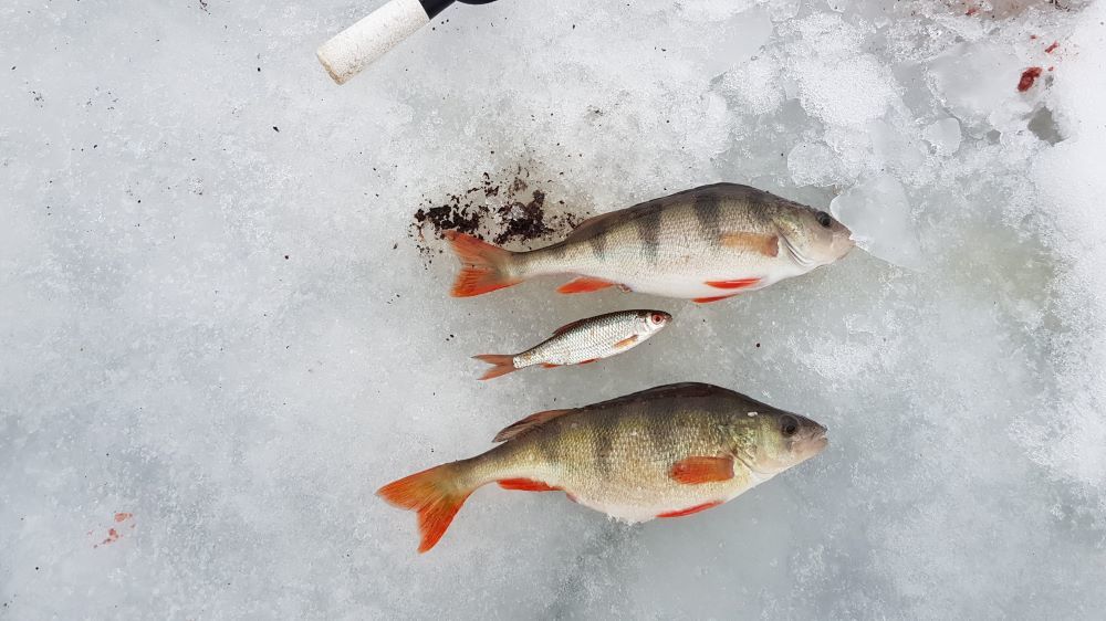 Ešerių žvejyba žiemą