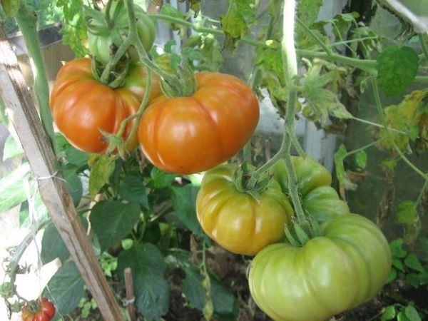 pomidoru_auginimas