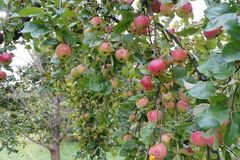 Obelų auginimas