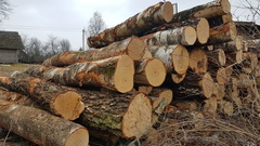 Beržinės malkos Molėtuose