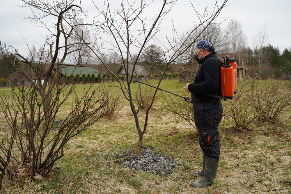 Vaismedžių purškimas pavasarį