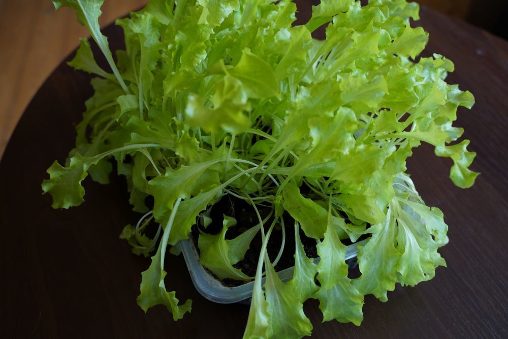 salotų daigų auginimas