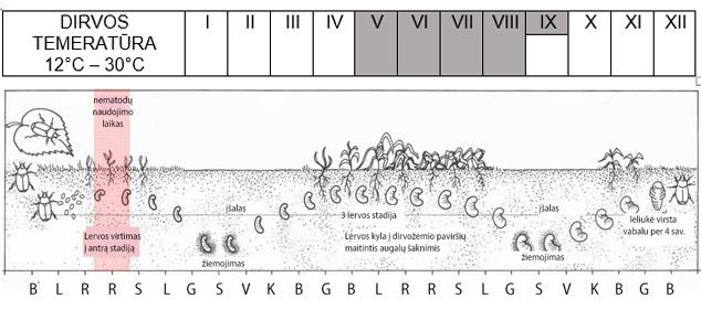 nematodai grambuolių naikinimui