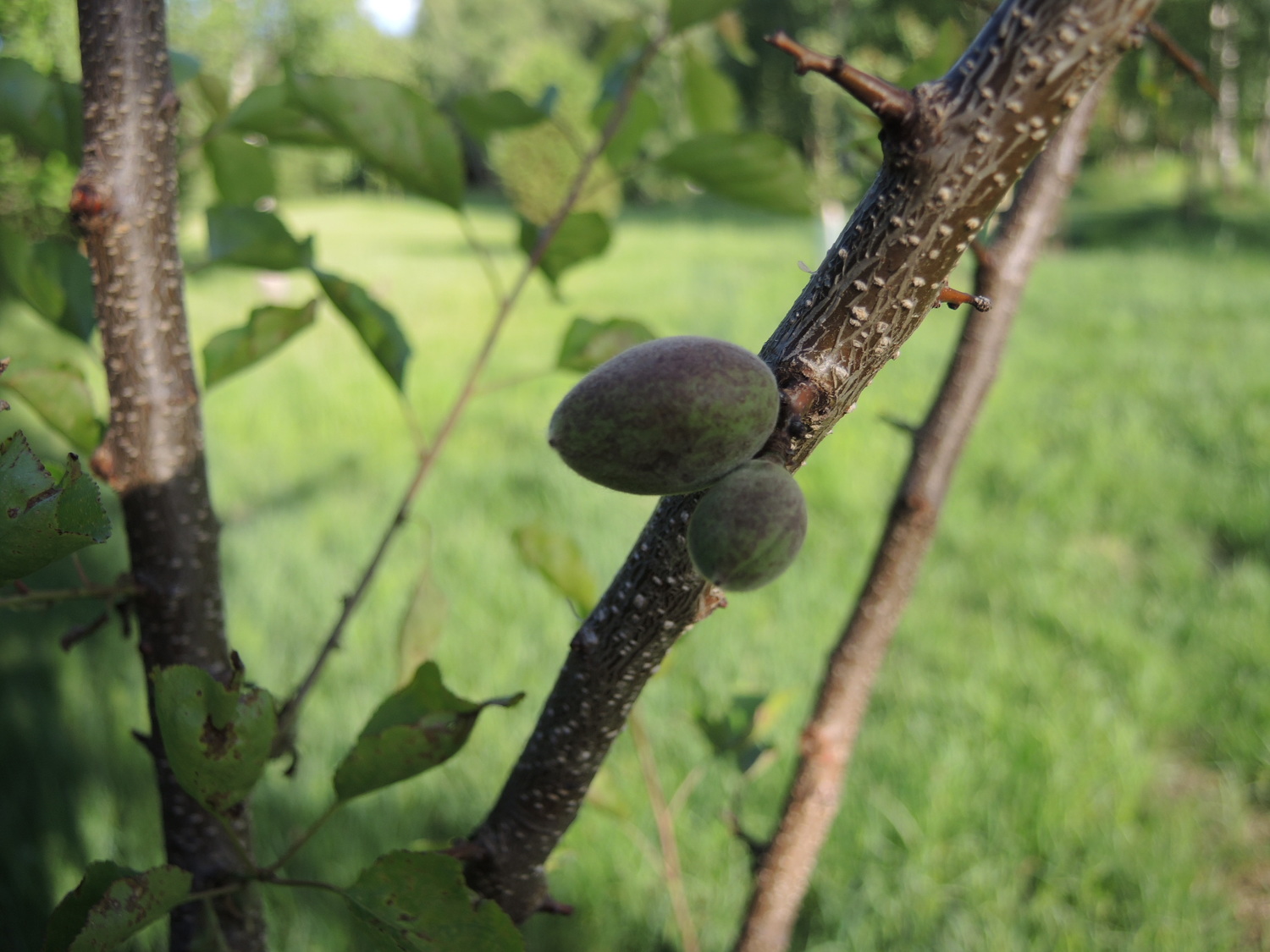 abrikoso auginimas