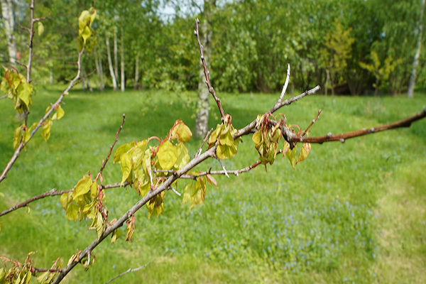 abrikosų ligos