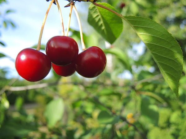 vyšnių auginimas