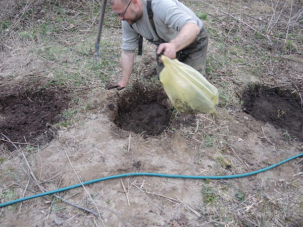 aviečių sodinimas