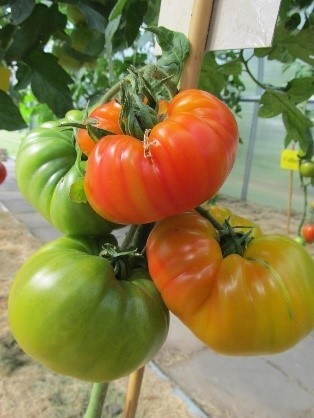 Pomidorai_ANANAS